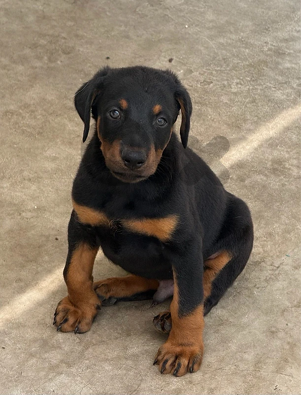 European Doberman Male