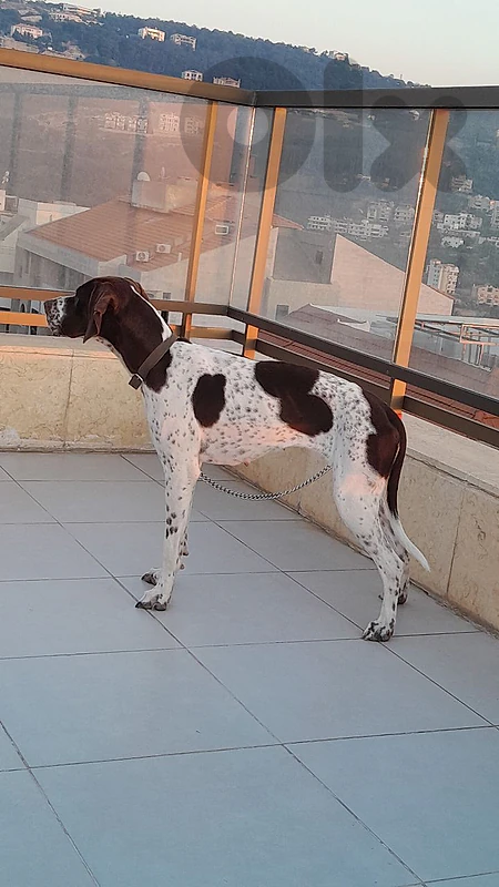 female pointer for sale