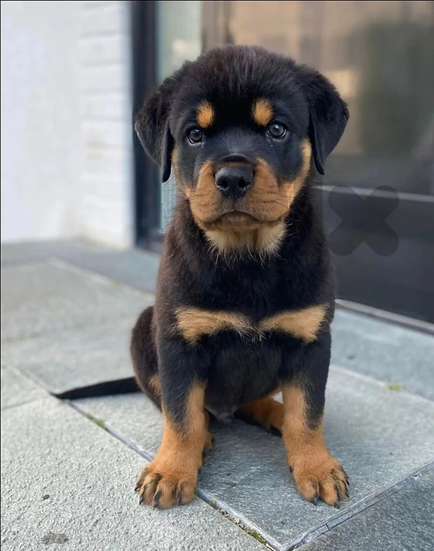 ROTTWEILER PUPPY 🖤 | Strong. Loyal. Stunning.