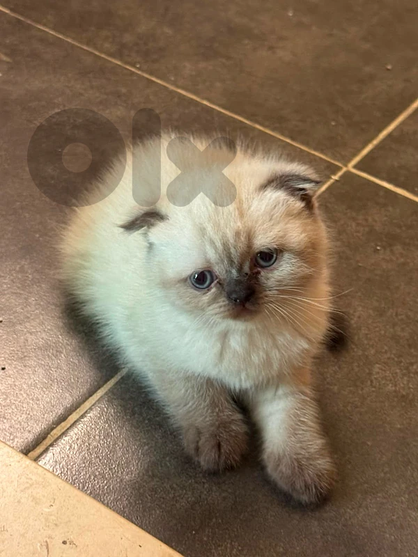scottish fold blue point
