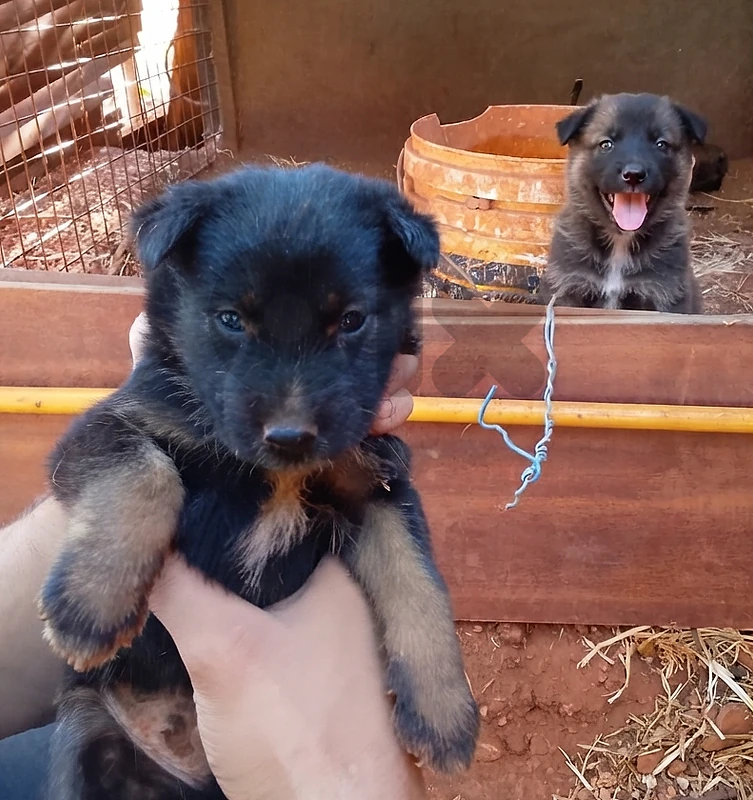 Male German Malinois Shepherd Puppy