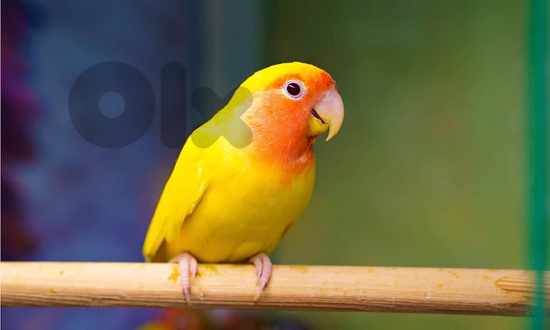 Love Bird 65$