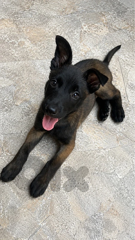 malinois