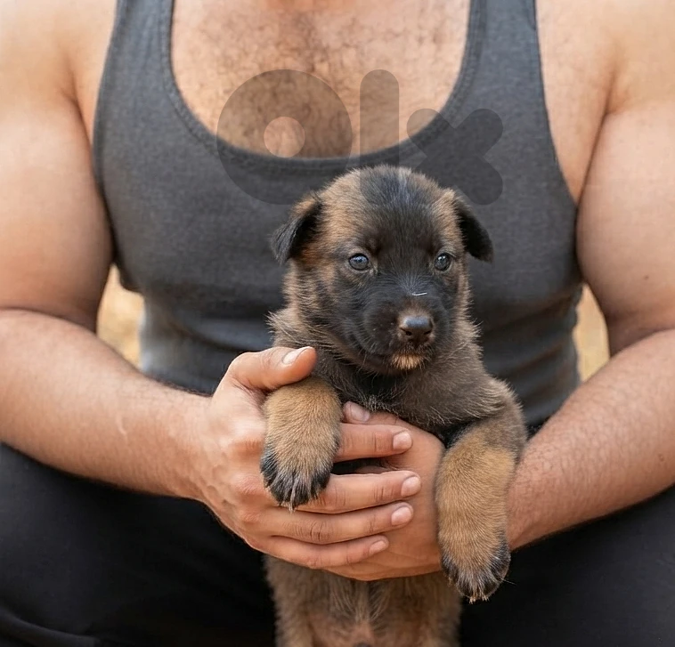 Male German Malinois Shepherd Puppy