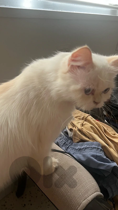 persian cat for sale 6 months