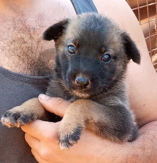 Female German Malinois Shepherd Puppy