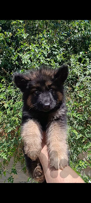 german shepherd