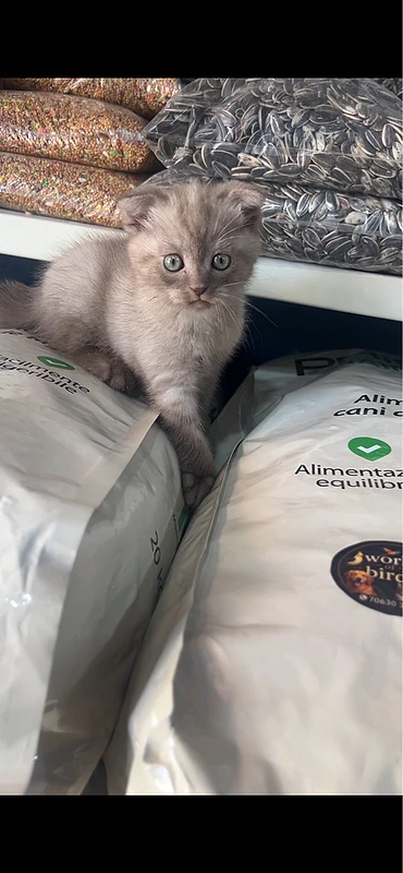 scotch fold female himalayan male