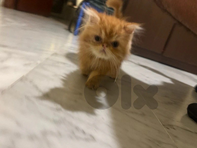 persian peaky face male