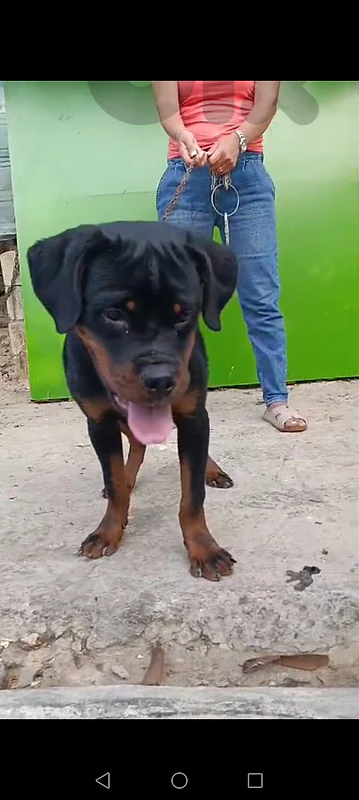 rottweiler blood timitor
