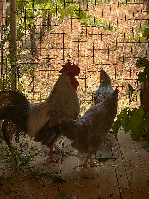 isabella leghorn chickens