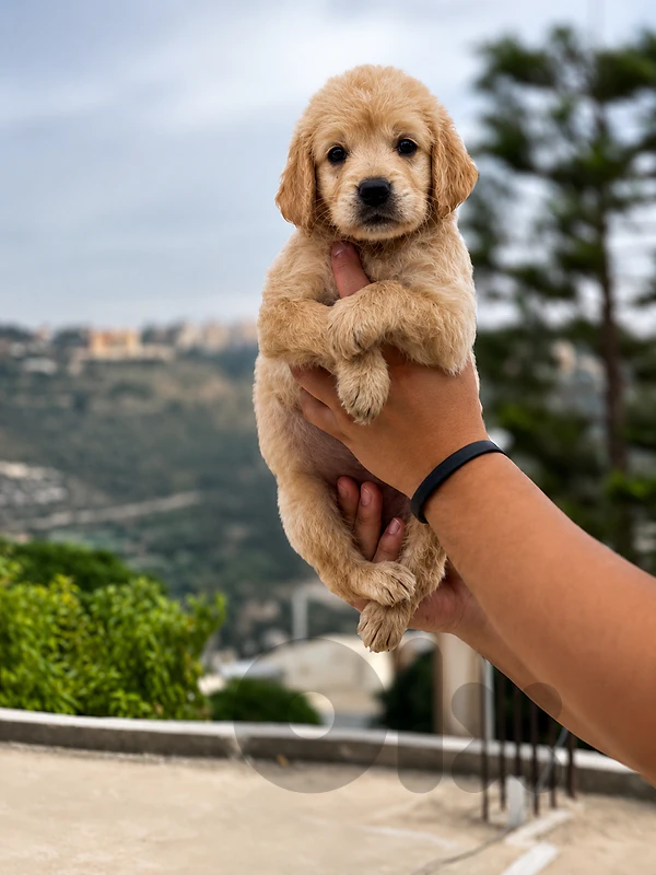 Super Golden Retreiver