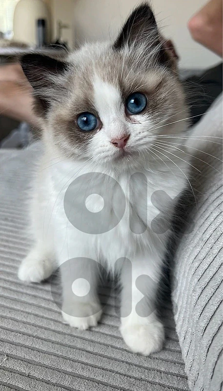 ragdol kitten male