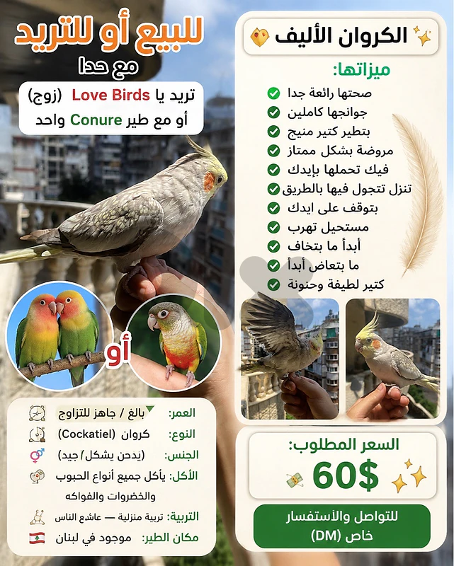 coktail female price 60$ or trade for 2 birds