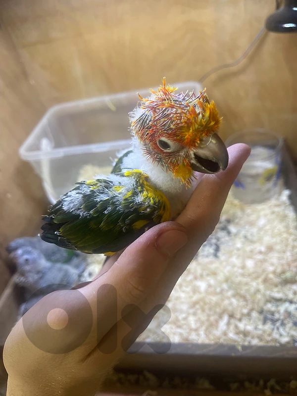 baby sun conure & babies green cheek conure