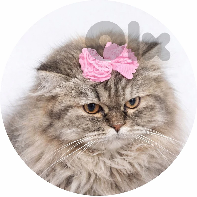 Gorgeous Persian Kittens – Reserving Now! Purebred Parents