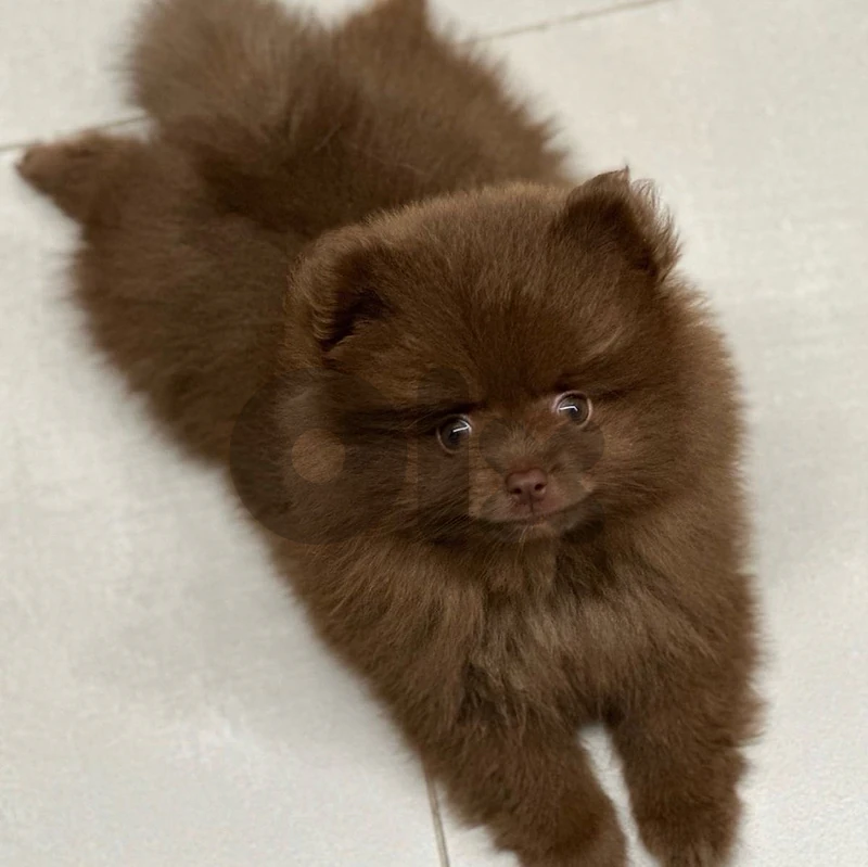 pomeranian brown imported