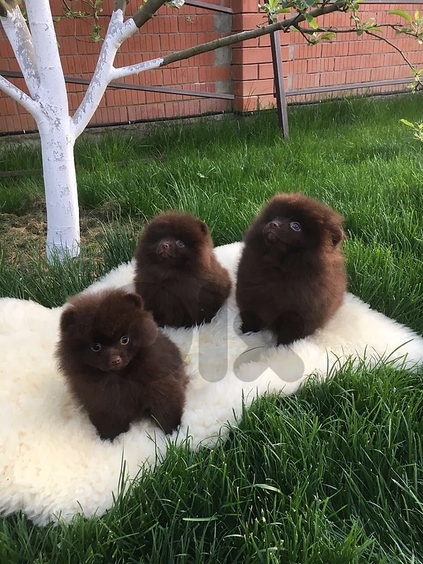 imported choco pomeranian
