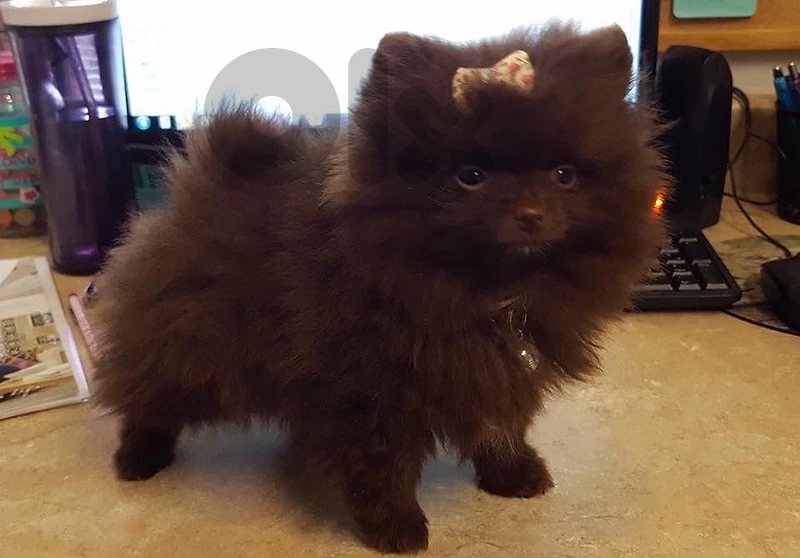 choco pom imported