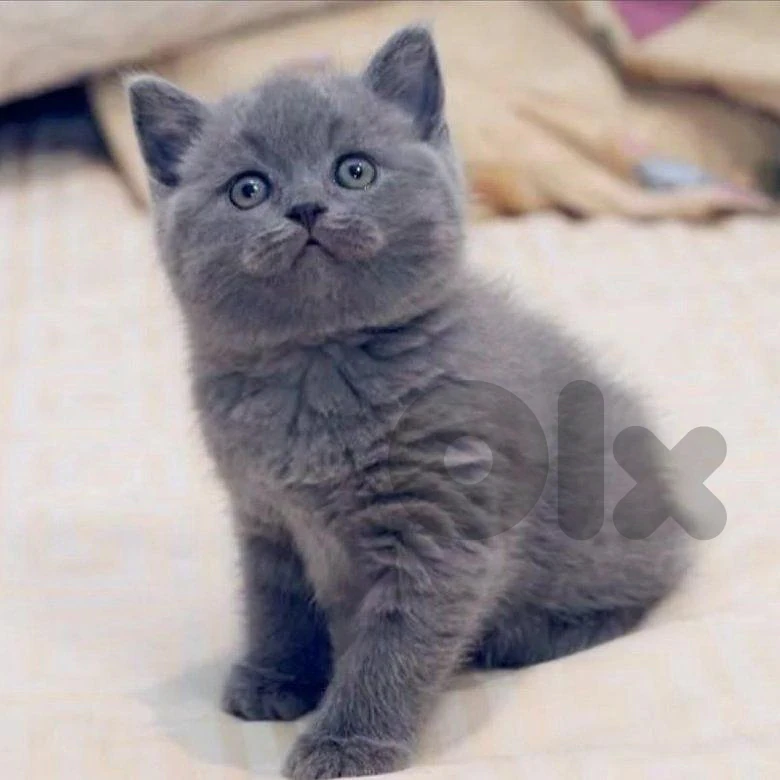 Luxury & Elegant 🐾 British Shorthair Kitten Available 🐾