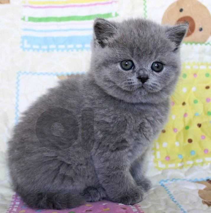British Shorthair Kittens