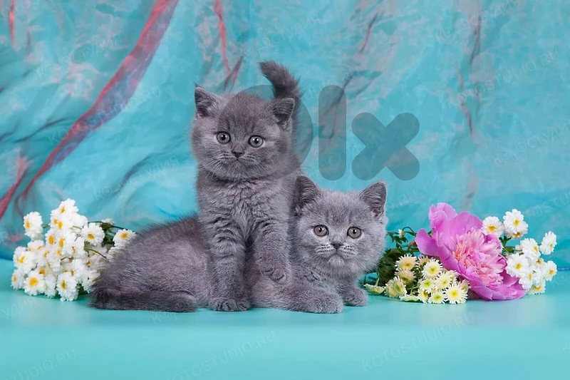 British Shorthair Kitten Available ✨