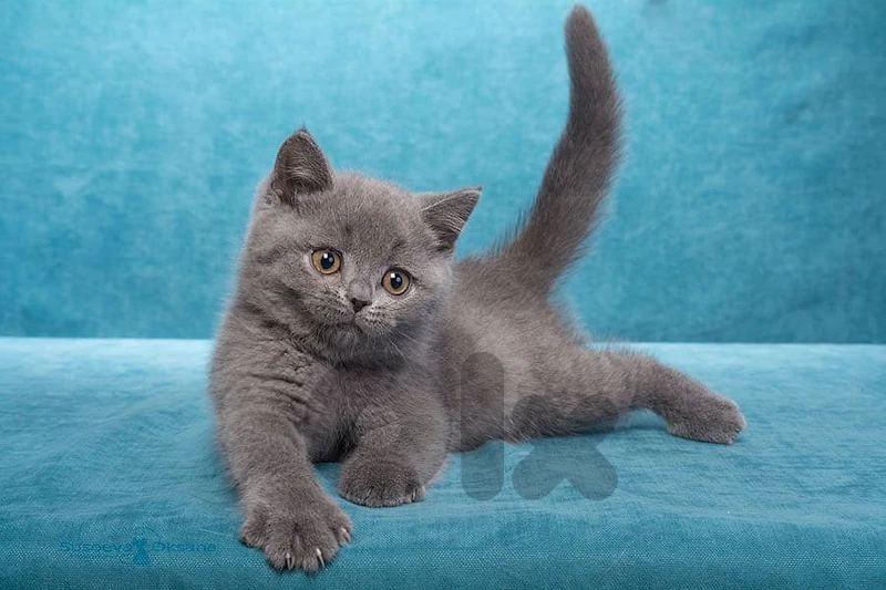 British Shorthair Kitten- The perfect little companion is here! 🐾