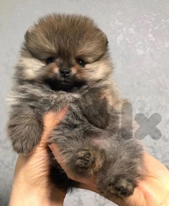 Cute Pomeranian Puppy Available now