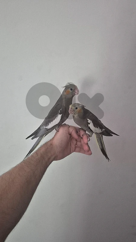 tamed/trained cockatiel pair