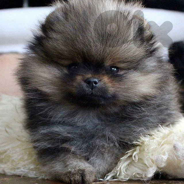 Little Pomeranian Puppy - Small Size in store & delivery ✨️