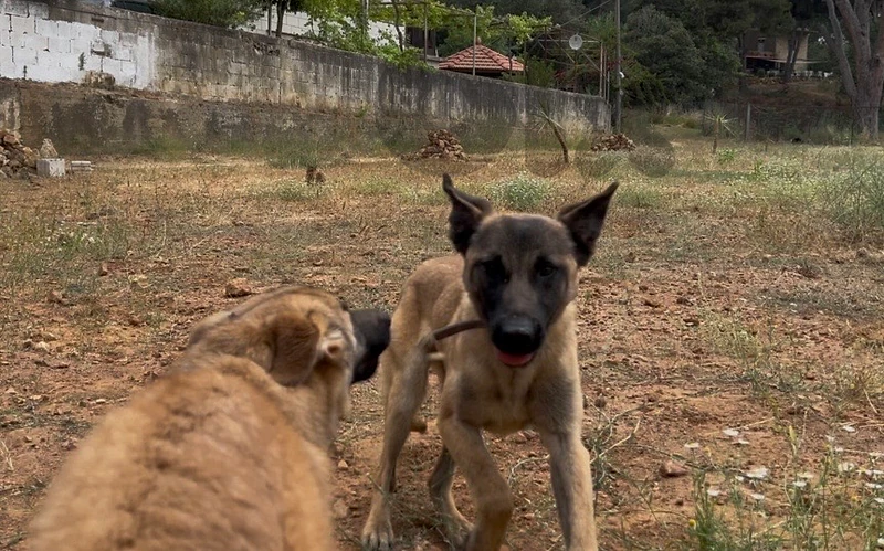 3 RESCUED FEMALES [MIX BREED MALINOIS] FOR ADOPTION