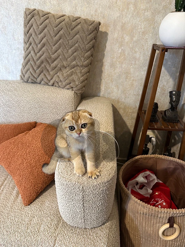 golden chinchilla