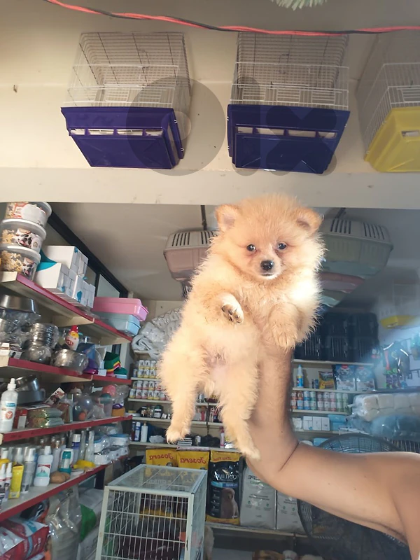offer pomerenian spitz puppies