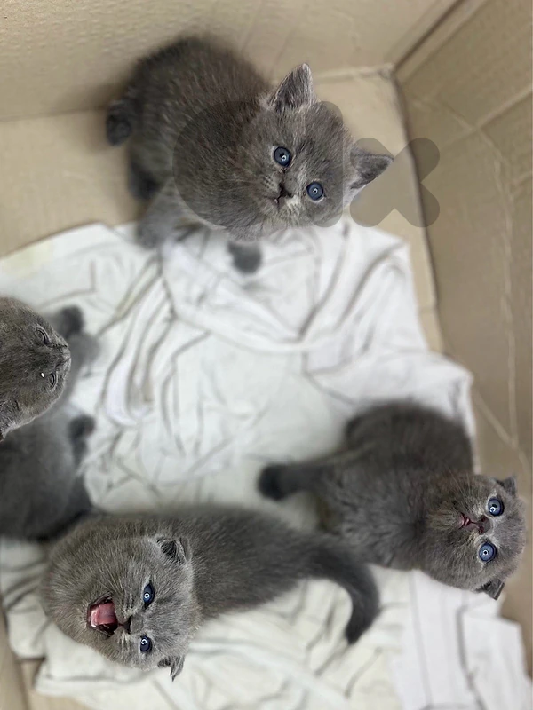 cats british and scotish fold