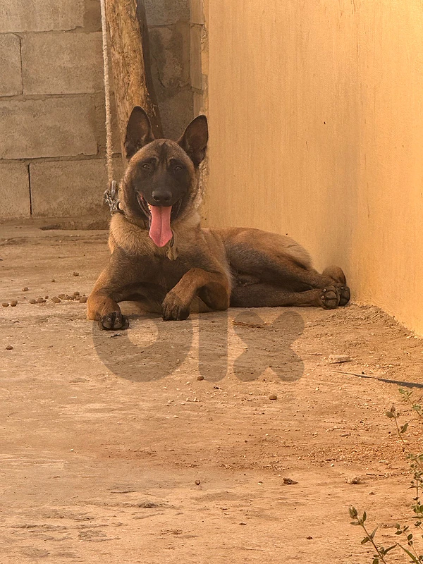 zoro dog