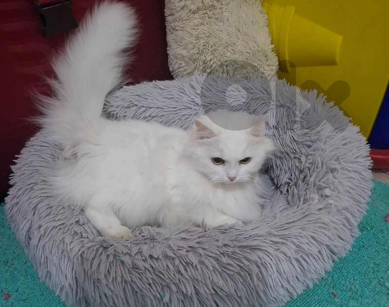 cat for adoption