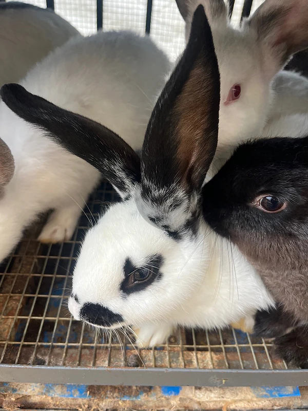 Rabbits ارانب
