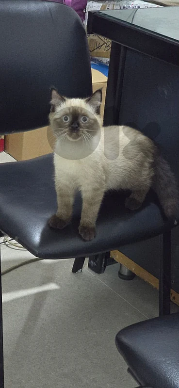 cats b