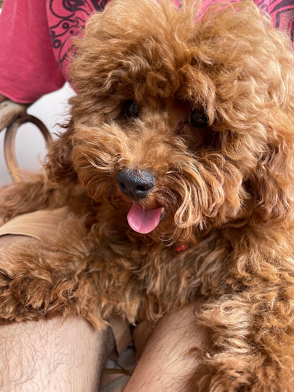 toy poodle puppy