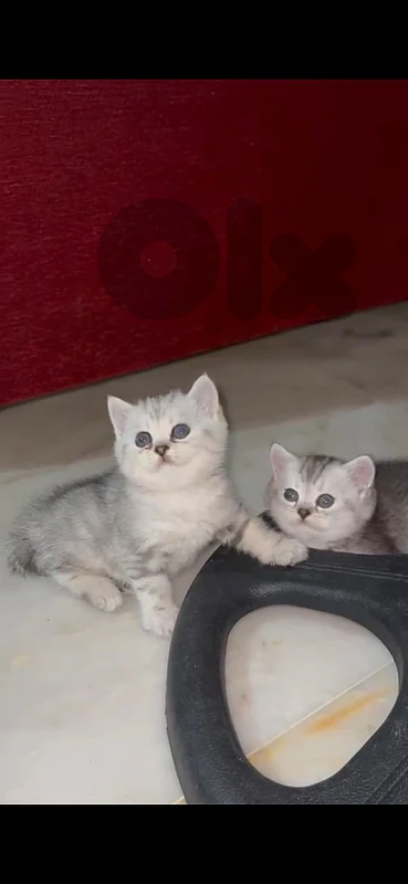 british silver cats
