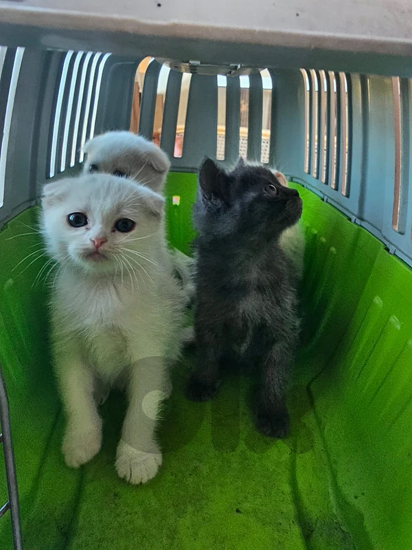 scottish kittens for sale