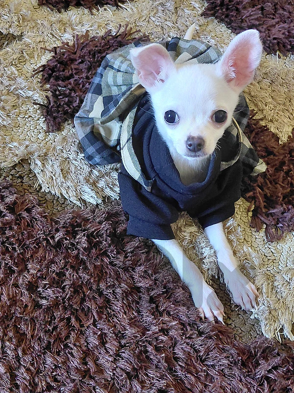 chiwawa puppy 3omra 7 months