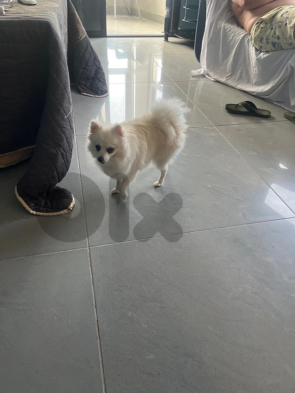 pomeranian lulu