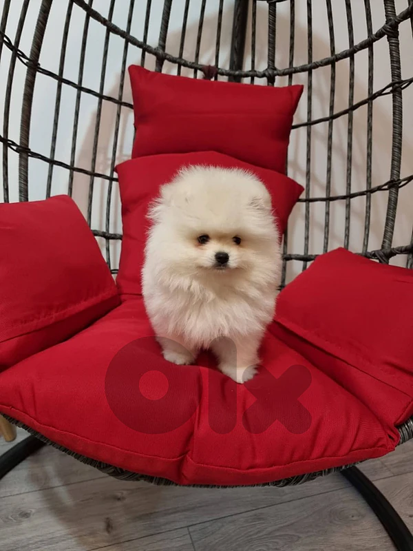 pomeranian teacup