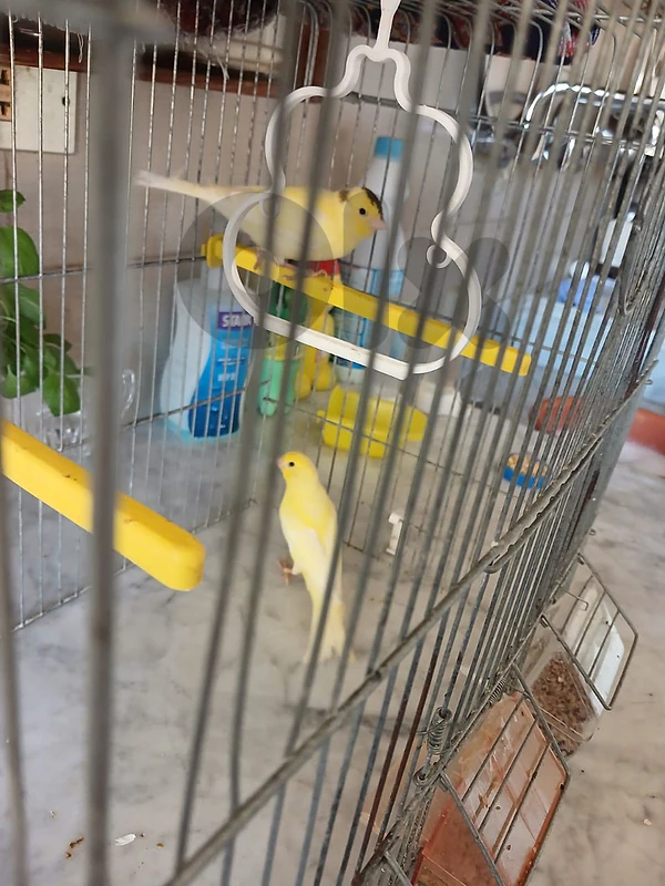 طيور كناري