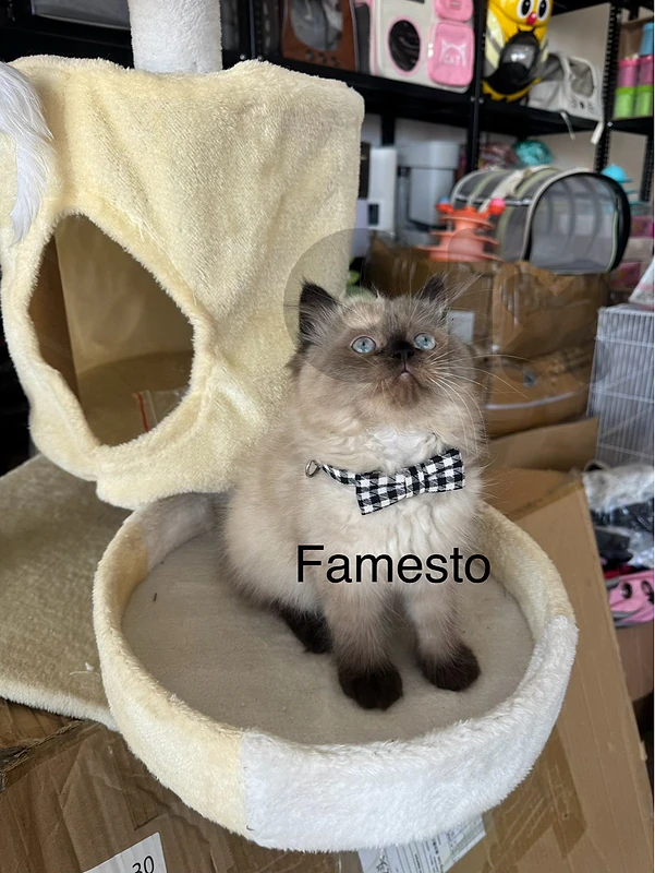 PURE kitten Himalayan