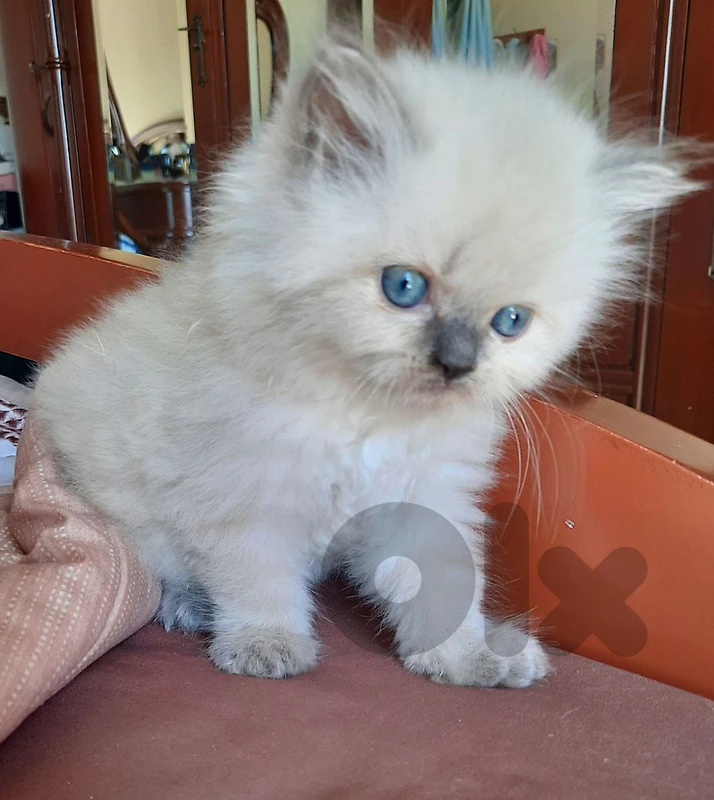 himalayan kitten for sale