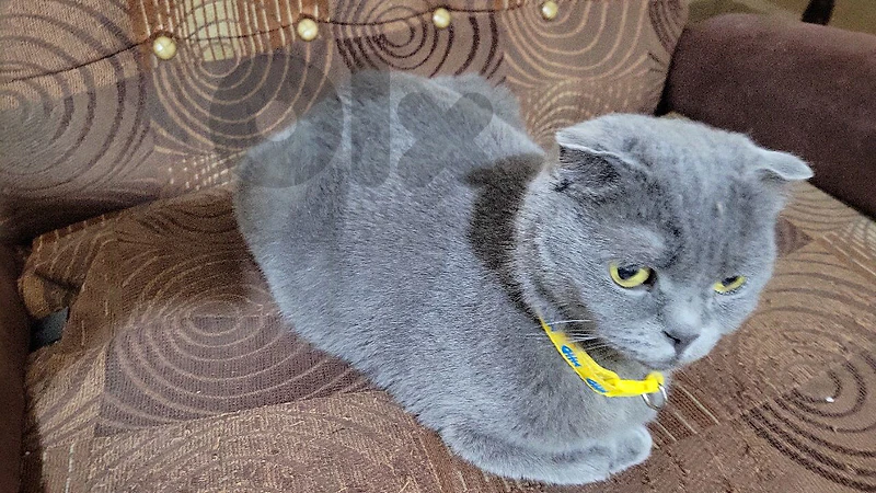 Purest and cutest Scottish fold