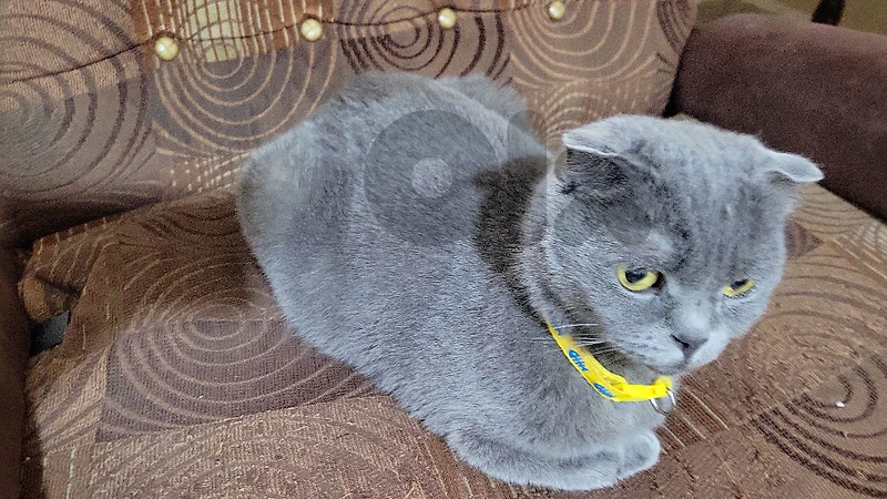pure Scottish fold for adoption