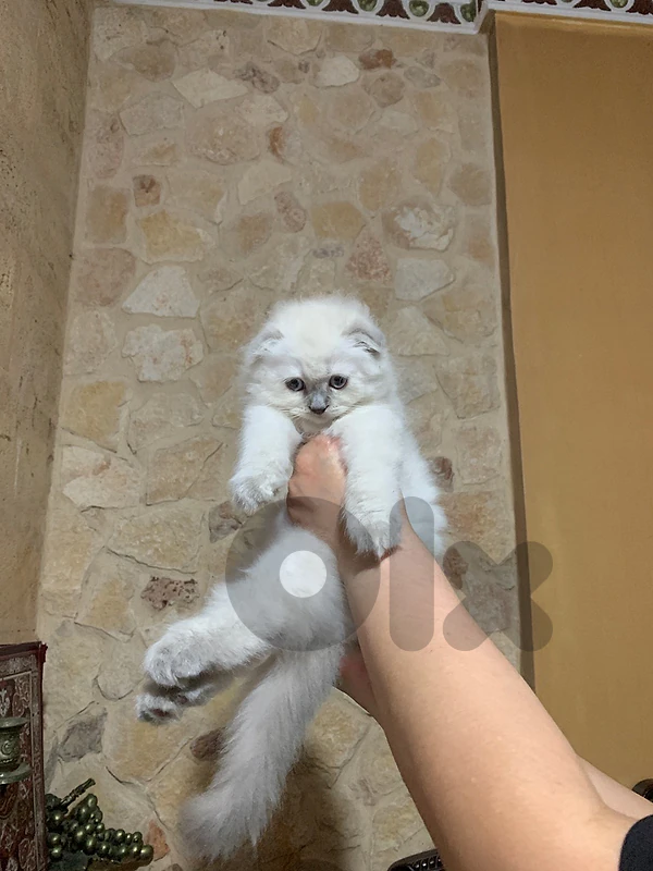 cats for sale